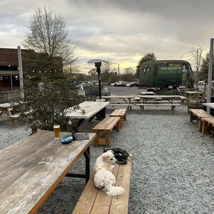 a dog sitting on a picnic table