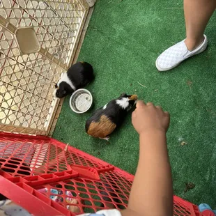 Guinea pigs?