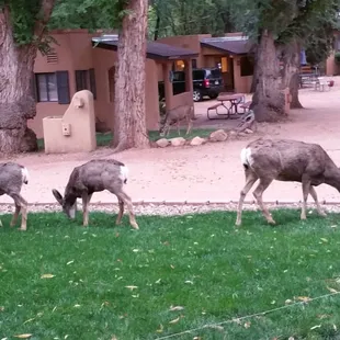 Family of deer were a regular sight.