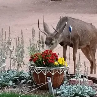 Bad deer!