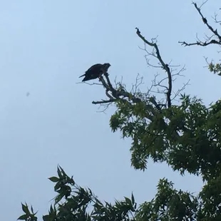 Osprey