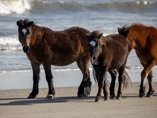 OBX Beach Access