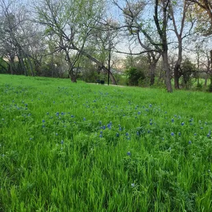 Bluebonnet field