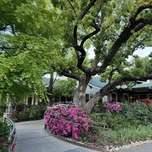 Beautiful Oak Tree welcoming us up the ramp into the restaurant!  :0)