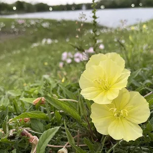 Lakeside Yellow Evening Primrose
