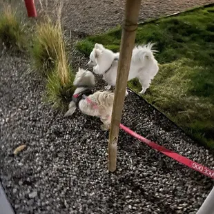 Our little dude met a friend :)
