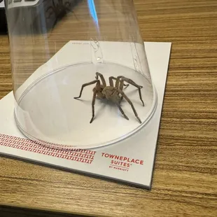 Huntsman Spider near bed