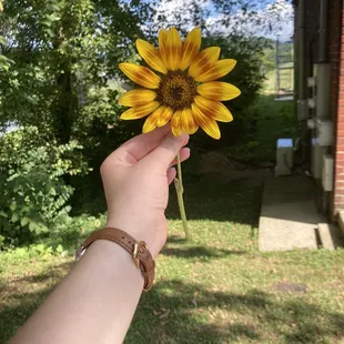 Free cut sunflower