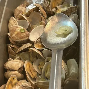 Cold clams in gray water.