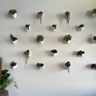 a wall of potted plants