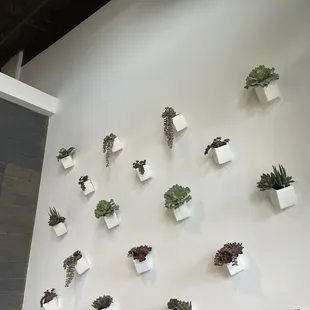 Succulent wall