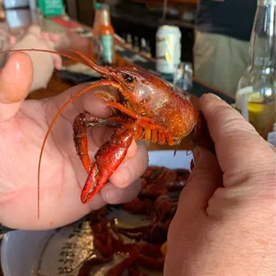 Big Ol Crawfish
