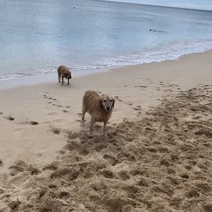 My dog and the neighbor dog