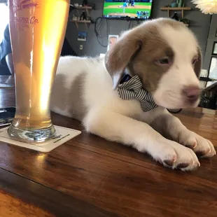 Beer and a dog at Tractor
