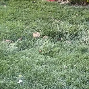 Trash everywhere on the property