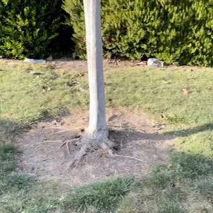 Trash everywhere on the property