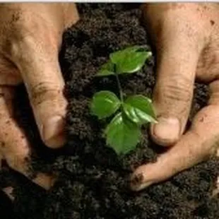 hands holding a small plant