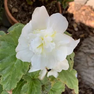Begonias