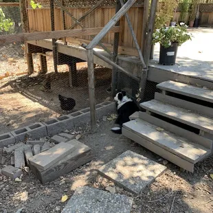 Their dog guarding their chickens