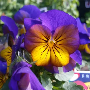 Morpho violas. They make a great border.