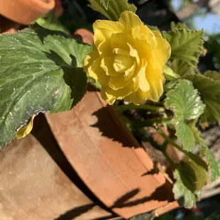 Begonias