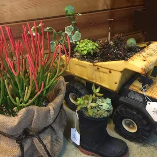 Succulent Saturday at the Nursery. We had lots of fun.
