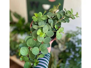 FarOut Foliage