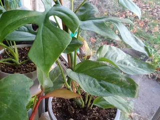 Fisher Nursery