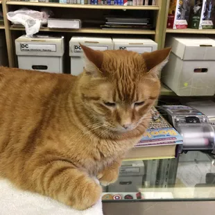 Comic cat