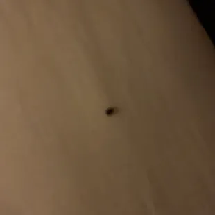 Bedbug