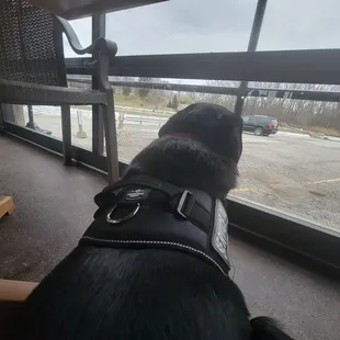 Service dog looking at the river