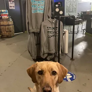 a dog sitting in a shop