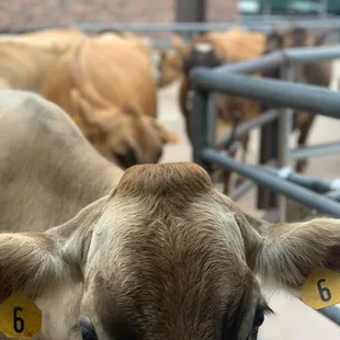 Cow