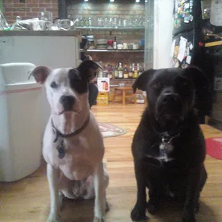 DISPLACEDCLEVELANDER C.