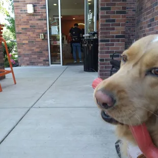 The Super soft and fluffy greeter
