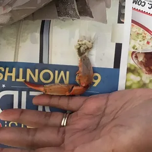 a hand holding a crab