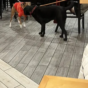 Dogs and humans enjoy places is packed