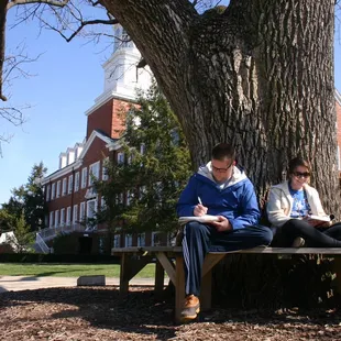 Students studying at the Kissing Tree