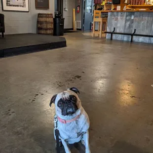 Olive enjoying her time at Trap Rock