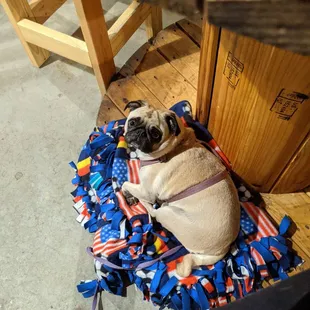 Our brewery pup hanging out under the table!