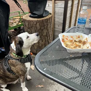 a dog looking up at a plate of food