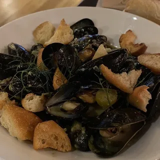 Coastal Mussels