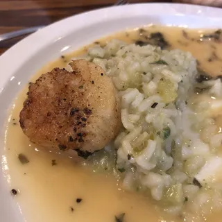 Scallops