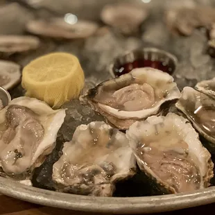 Oysters