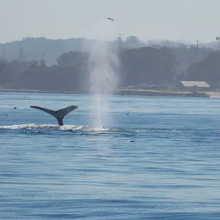 Book your whale watching tour with TravelCenter