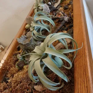 plant "garden" behind me @ our table