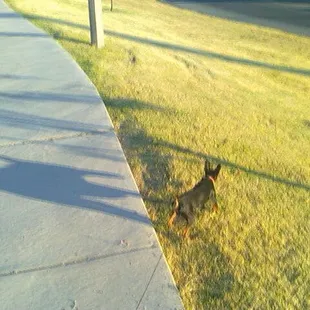 Sanchez Hearts Travis White Park