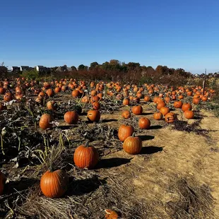 Pumpkin patch