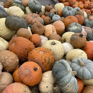 Colorful pumpkins