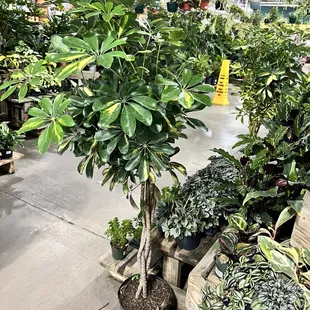 Indoor plant section